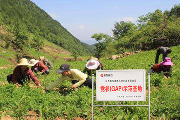 manbet集团党参示范基地