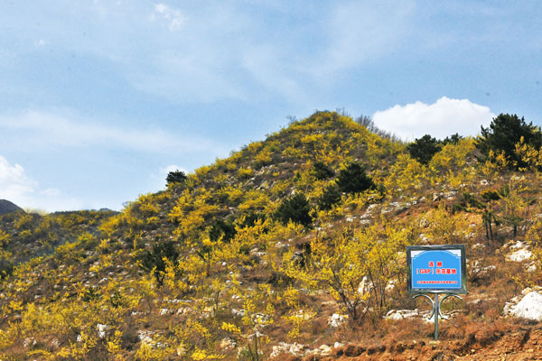 山西manbet道地药材开发有限公司连翘示范基地